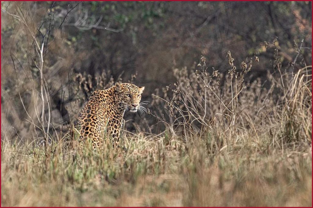 What Is Kuno National Park Why It Was Chosen As Home For African Cheetahs