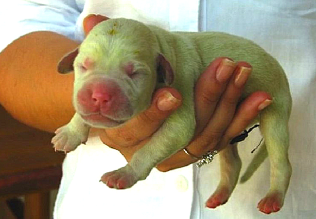 Green coloured 'Hulk' puppy creates buzz on the internet