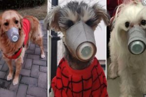 Dog face mask sales skyrocket in China amid coronavirus crisis