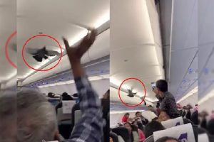 Pigeons spotted inside GoAir flight in Ahmedabad
