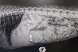 Dog swallows owner’s engagement ring, shows X-ray