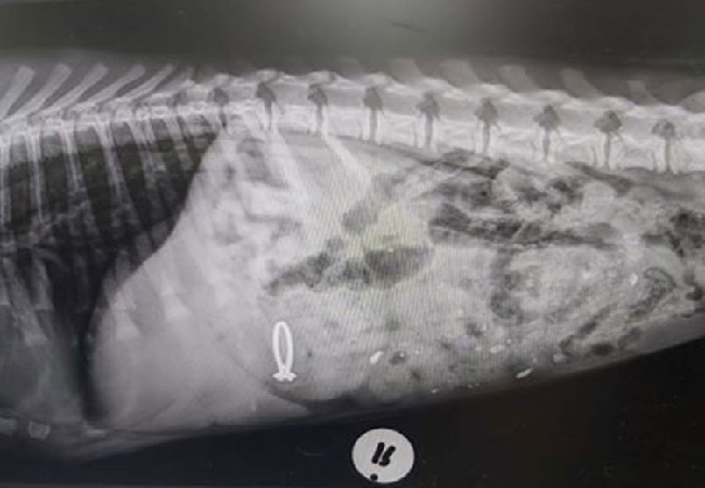 Dog swallows owner’s engagement ring, shows X-ray
