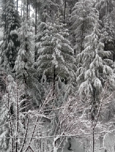 snowfall kinnaur - Himachal -