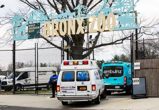 Tiger at New York's Bronx Zoo tests positive for coronavirus
