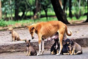 Urban dogs more fearful than their rural counterparts, study suggests