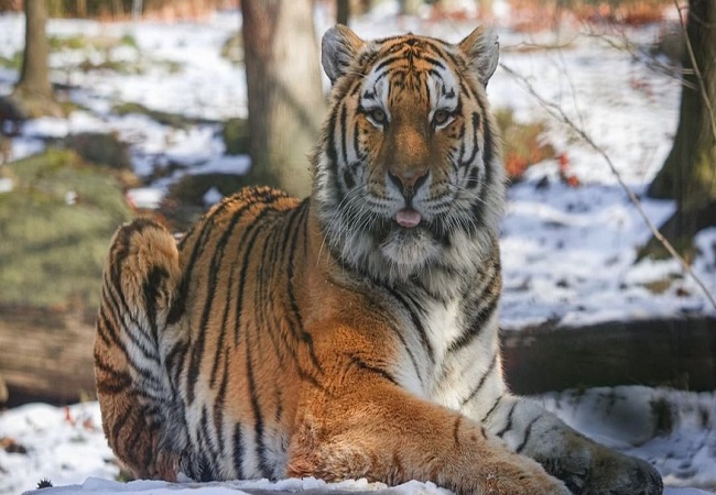 Tiger at New York's Bronx Zoo tests positive for coronavirus
