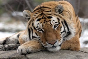 Global Tiger Day: India has 70% of the total tiger population of the world, says Union Environment Minister