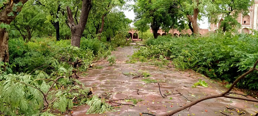 trees uprooted at Taj Mahal