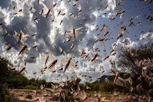 Some districts of Haryana brace for locust swarm attack