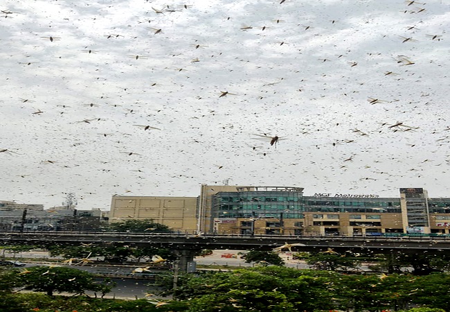Locust swarms spotted near Delhi airport, pilots urged to be cautious during landing, take-off