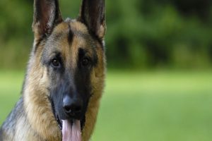Trained dogs can sniff Coronavirus with over 95% accuracy, says Study