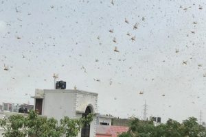 Swarm of locusts reach Gurugram, Sehwag shares scary VIDEO, may enter Delhi