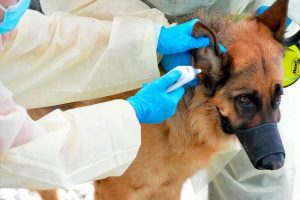 German Shepherd tested positive for Covid-19, first case of pet dog contracting virus in US