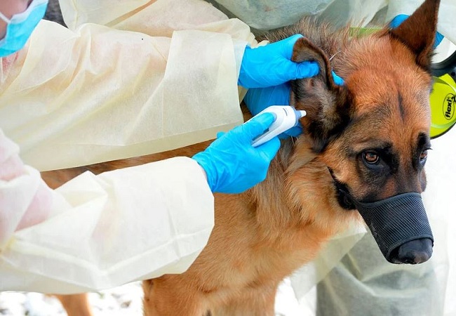 COVID-19 infects German shepherd, first dog in U.S. to test positive for the coronavirus