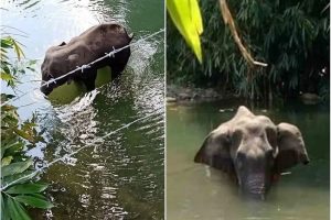 Elephant’s death in Kerala: Forest dept takes person in custody, probe on