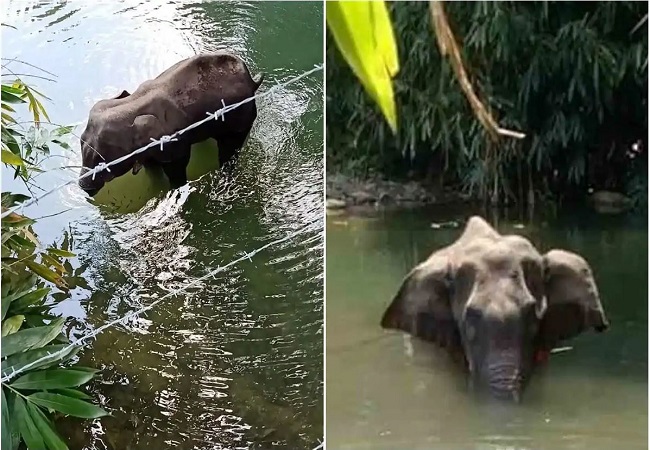 FIR against unidentified people over pregnant elephant's death in Kerala