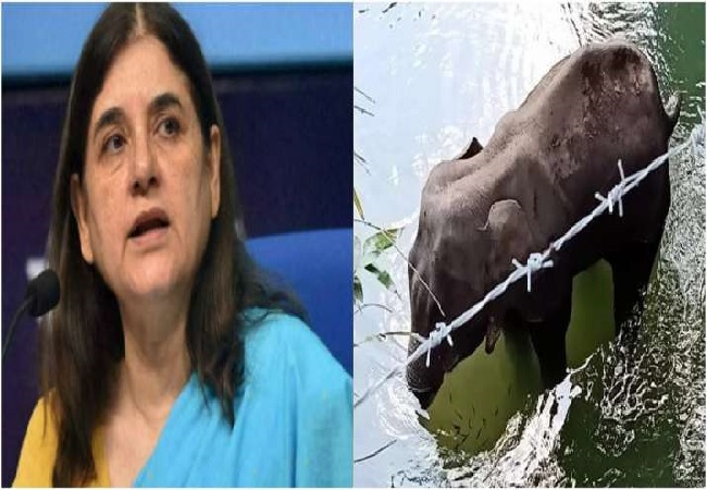 Kerala elephant death: Cong demands apology from Maneka Gandhi for comments against Malappuram