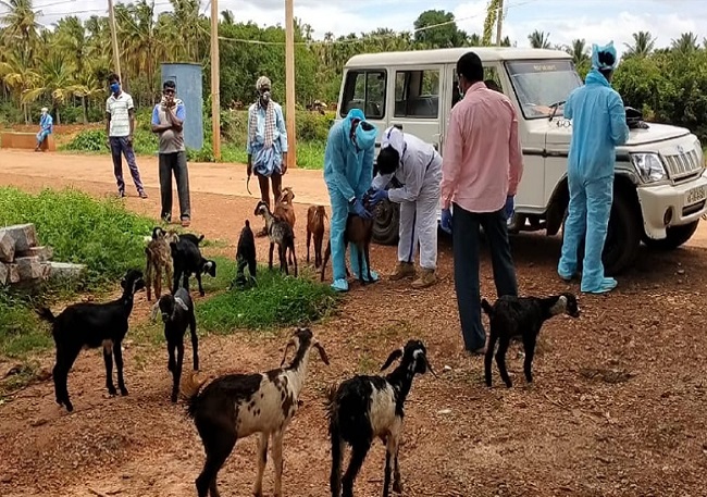 Corona scare for goats and sheep after shepherd tests positive; herd’s swab taken, quarantined