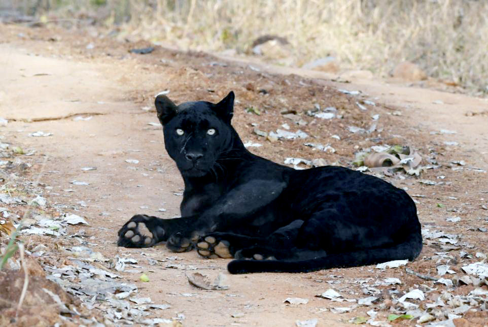 Black panther spotted in Karnataka’s Nagarhole National Park | See Pics