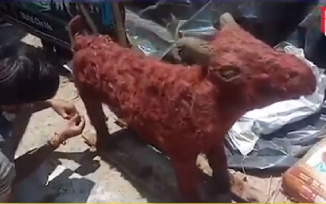 Bhopal artist creates eco-friendly goats, Muslim religious leaders urged to sacrifice them on Eid al-Adha
