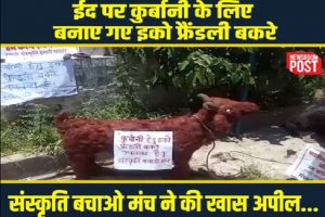 Eco-friendly goats for sacrifice on Eid-ul-Adha