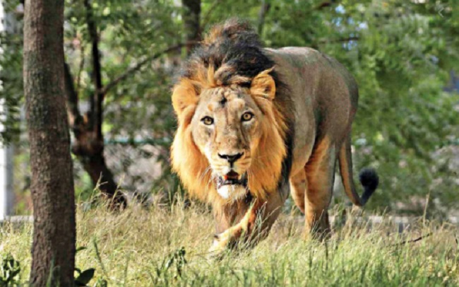 Gujarat govt issues notice to senior forest official over objectionable remarks on lions