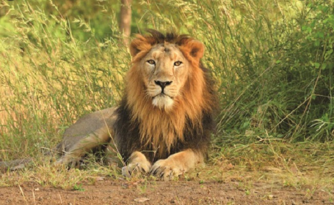 Asiatic lions - Gujarat -