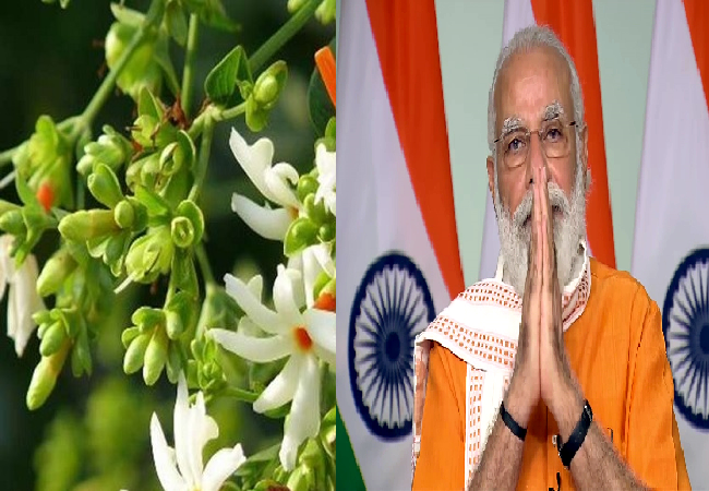 PM Modi to plant Parijaat tree on Ram temple premises