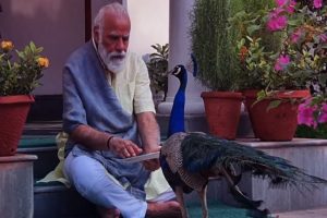 PM Modi feeds peacocks; shares video with nature on his Instagram