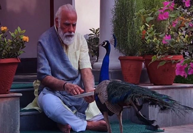PM Modi feeds peacocks; shares video with nature on his Instagram