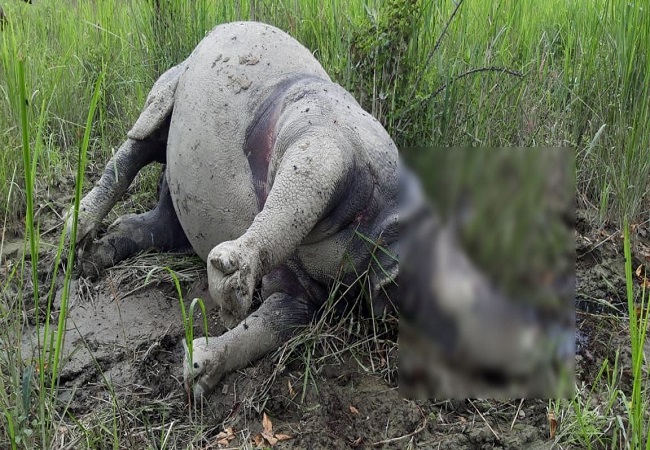 Rhinoceros found killed in Kaziranga National Park