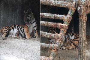 West Bengal: Tigress gives birth to three cubs at Bengal Safari in Siliguri
