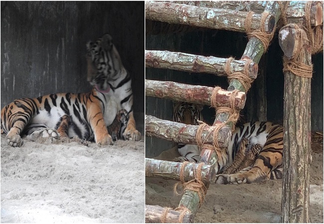 West Bengal: Tigress gives birth to three cubs at Bengal Safari in Siliguri