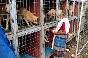 70-year-old woman in Kerala’s Kottayam takes care of over 60 street dogs