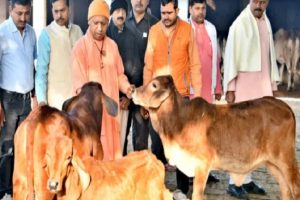 Wedding celebrations turn gloomy, UP groom lands up in jail for cow slaughter at home