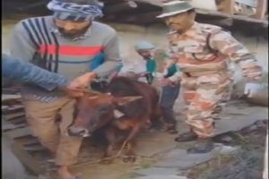 ITBP jawans rescue & treat a sick row in Uttarakhand, heart-warming VIDEO is winning the internet