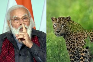 Great news! After lions, tigers the leopard population increases: PM Modi lauds work on animal conservation