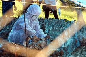 Bird flu outbreak spreads to seven states, Chhattisgarh reports unusual mortality of birds