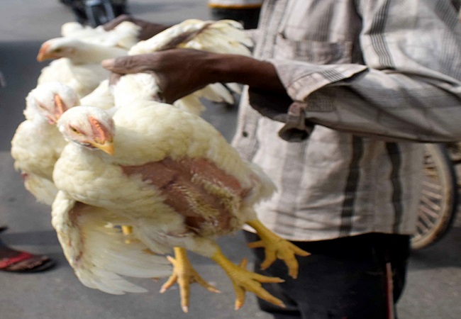Bird Sanctuary and wetland authorities on alert as centre confirms bird flu in 6 states