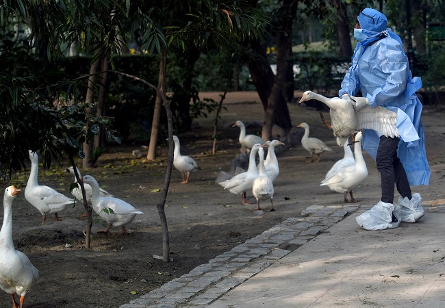 Bird flu outbreak confirmed in 10 states: Here's all you need to know