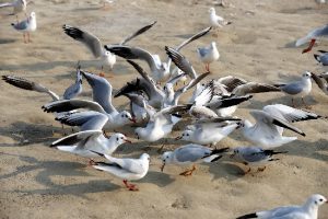 In Kerala’s Kottayam, 10,500 birds to be culled to contain avian flu spread