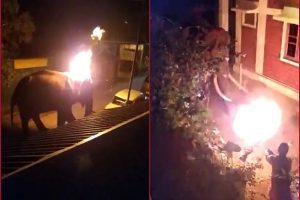 Animal cruelty: Mudumalai forest department arrests 2 men for throwing burning cloth on elephant
