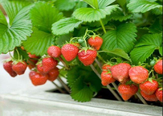 strawberry -