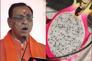 Gujarat govt to rename dragon fruit as ‘Kamalam’, says CM Vijay Rupani