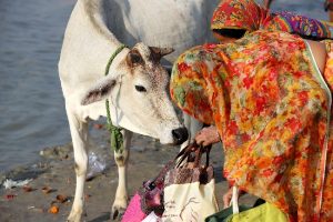Give cow fundamental rights, declare it national animal: Allahabad HC to Centre