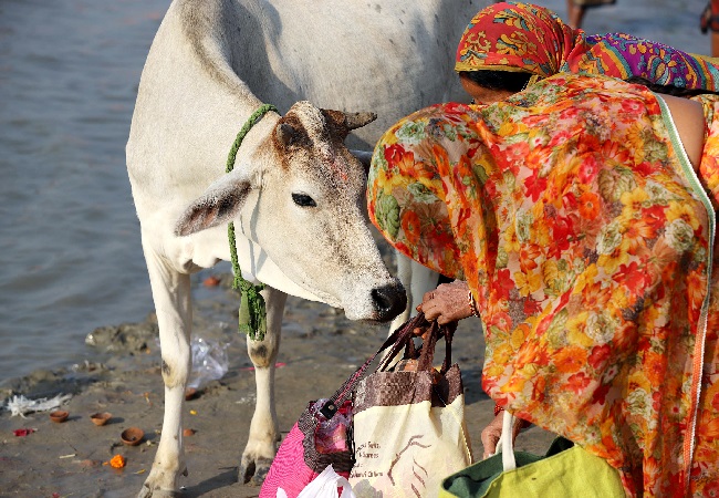 Give cow fundamental rights, declare it national animal: Allahabad HC to Centre