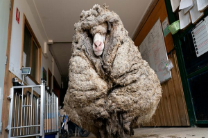 Baarack: Sheep with 35kgs of wool rescued in Australia, falls short of World Record (VIDEO)
