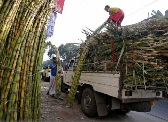 Sugarcane farmers