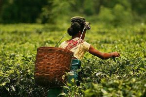 Govt to provide Rs 1000 cr for welfare scheme for tea workers of Assam, WB