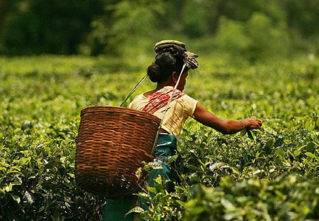 Govt to provide Rs 1000 cr for welfare scheme for tea workers of Assam, WB